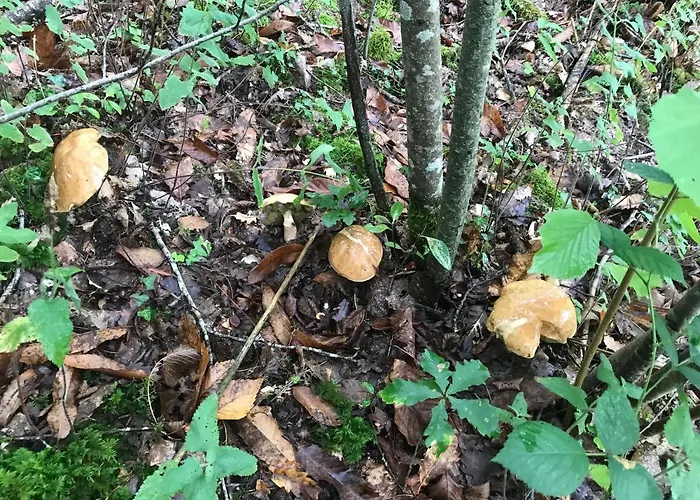 Relais De La Poste Ch Rose فندق مبيت وإفطار 3*