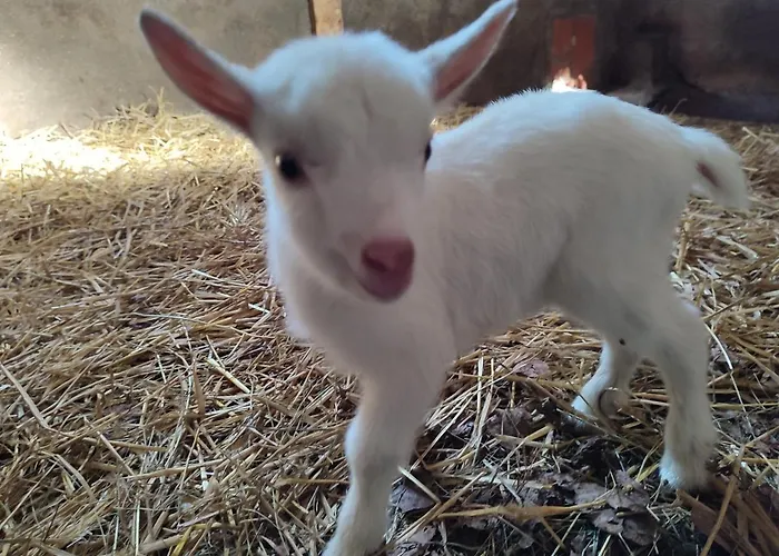 فندق مبيت وإفطار Relais De La Poste Ch Rose 3*