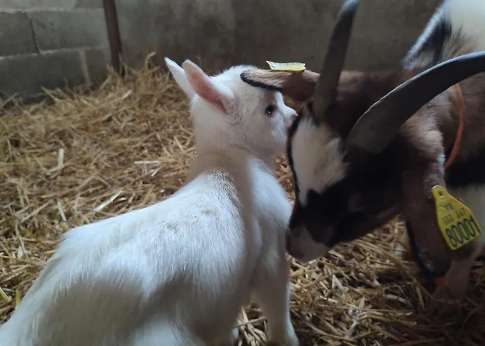 Relais De La Poste Ch Rose فندق مبيت وإفطار