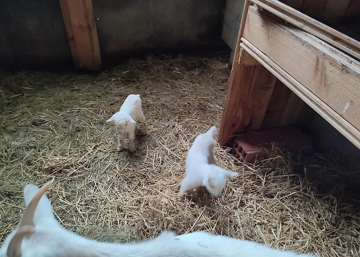 فندق مبيت وإفطار Relais De La Poste Ch Rose 3*