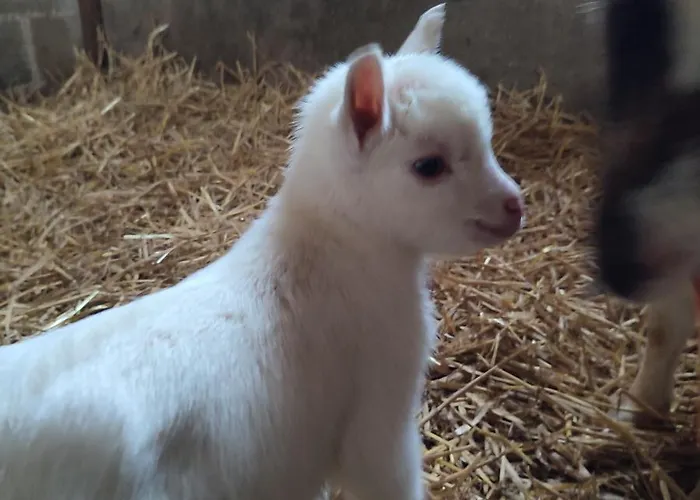 فندق مبيت وإفطار Relais De La Poste Ch Rose