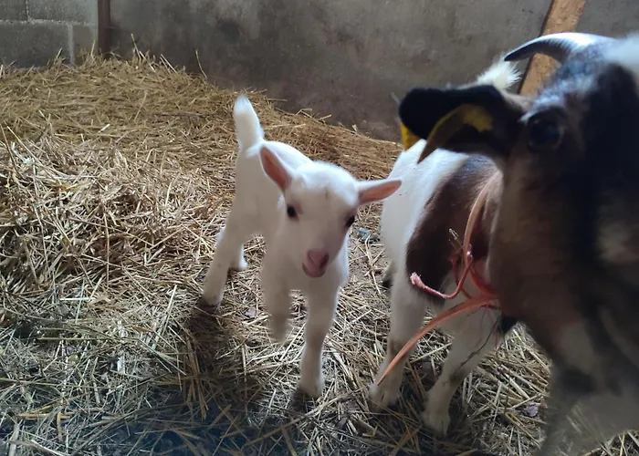 فندق مبيت وإفطار Relais De La Poste Ch Rose 3*