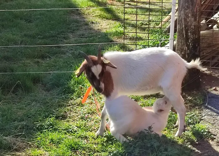 Relais De La Poste Ch Rose
