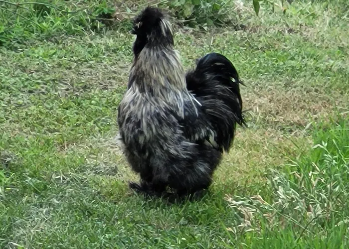 Relais De La Poste Ch Rose