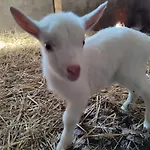 Bed & Breakfast Relais De La Poste Rez-de-chaussée 3*