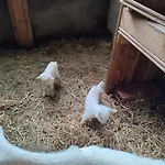 فندق مبيت وإفطار Relais De La Poste Ch Rose 3*