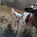 Alojamento de Acomodação e Pequeno-almoço Relais De La Poste Ch Rose 3*
