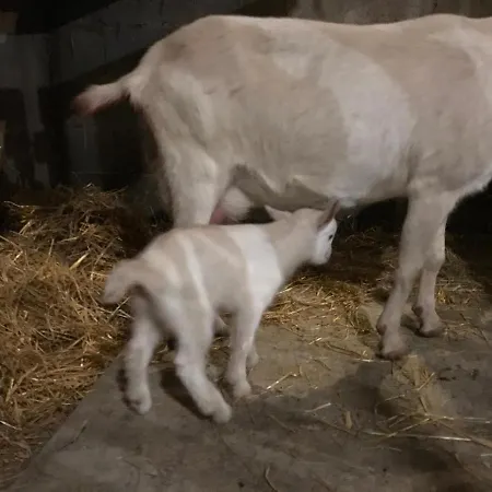 Relais De La Poste Ch Rose 3*