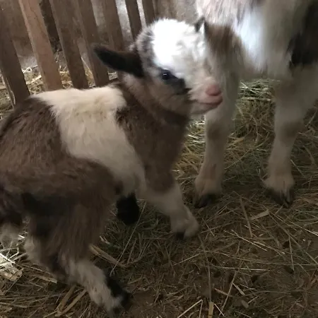 Relais De La Poste Ch Rose 3* Monclar-de-Quercy