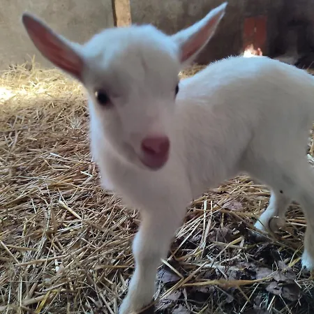 Bed & Breakfast Relais De La Poste Ch Rose 3*