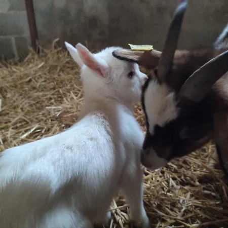 Relais De La Poste Ch Rose Bed & Breakfast