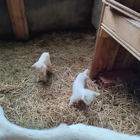 Couette-café Relais De La Poste 3*