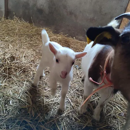 Bed & Breakfast Relais De La Poste Ch Rose 3*