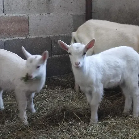 住宿加早餐酒店 Relais De La Poste Ch Rose Monclar-de-Quercy