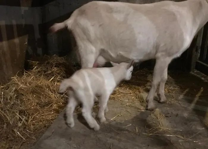 Relais De La Poste Ch Rose 3*