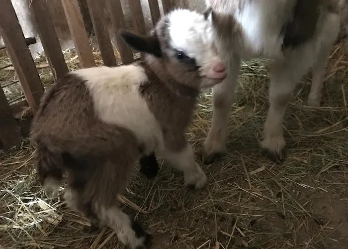 Relais De La Poste Ch Rose 3* Monclar-de-Quercy