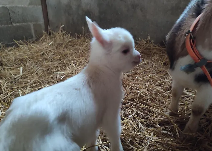 ベッド・アンド・ブレックファスト Relais De La Poste Ch Rose Monclar-de-Quercy