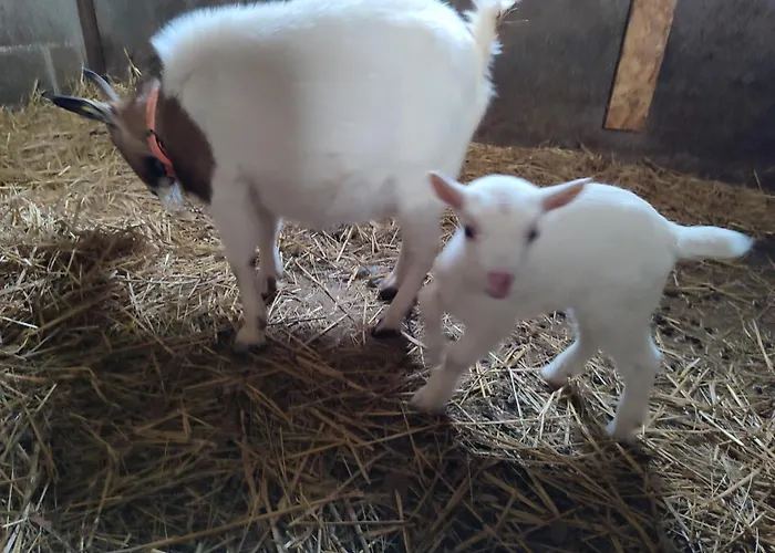 Relais De La Poste Ch Rose 3*