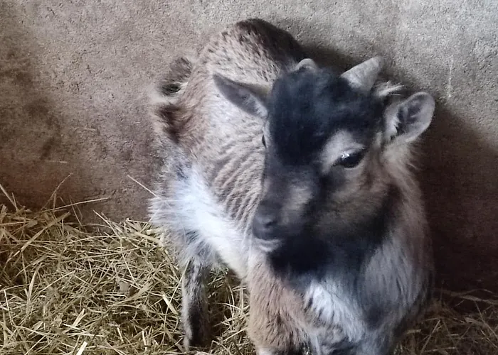 Relais De La Poste Ch Rose