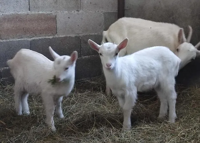 ベッド・アンド・ブレックファスト Relais De La Poste Ch Rose Monclar-de-Quercy