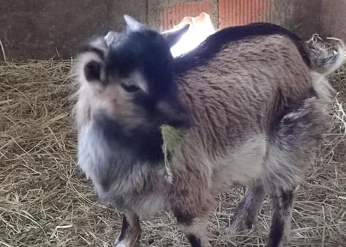 Relais De La Poste Ch Rose 3*